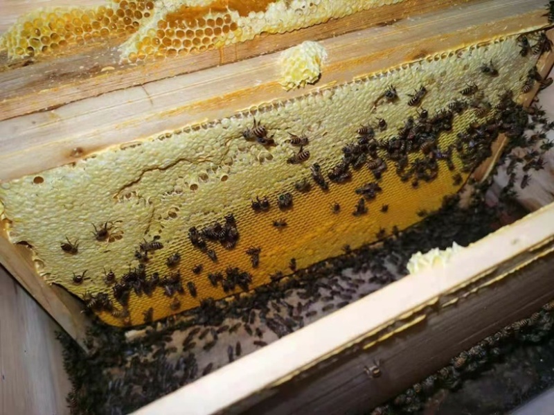 湛江土蜂蜜
