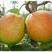 山农酥梨苗—山农酥梨树苗(量大从优)—丹霞红梨新品种梨苗