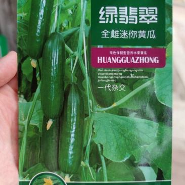 绿翡翠全雌密你黄瓜种子，100粒