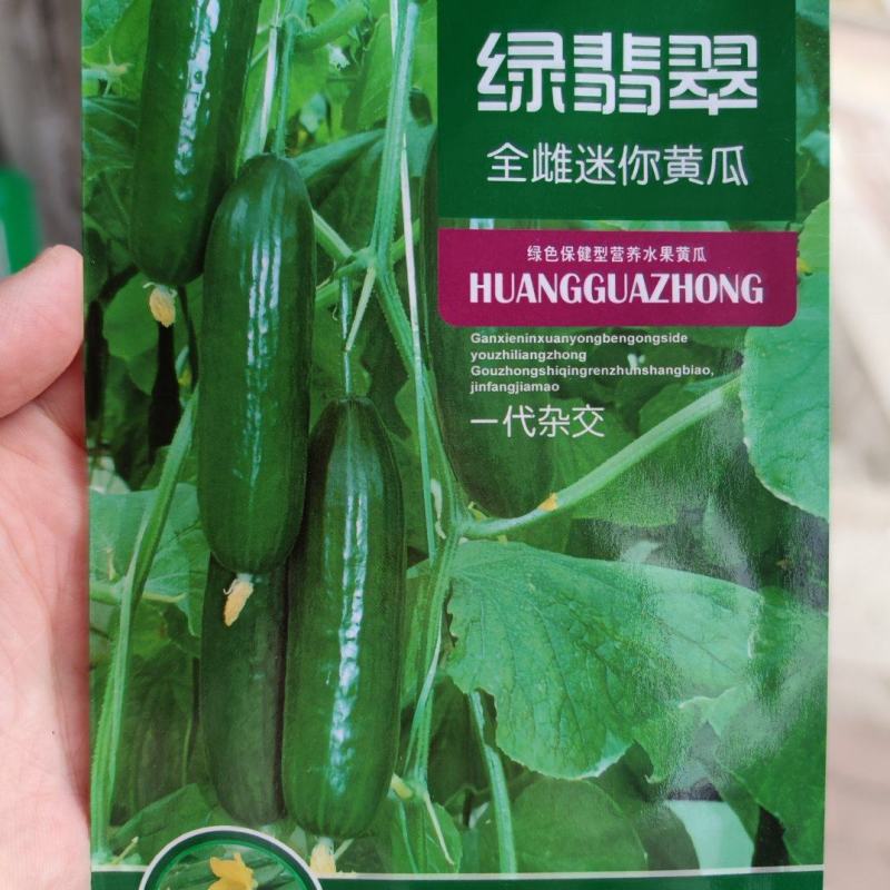 绿翡翠全雌密你黄瓜种子，100粒