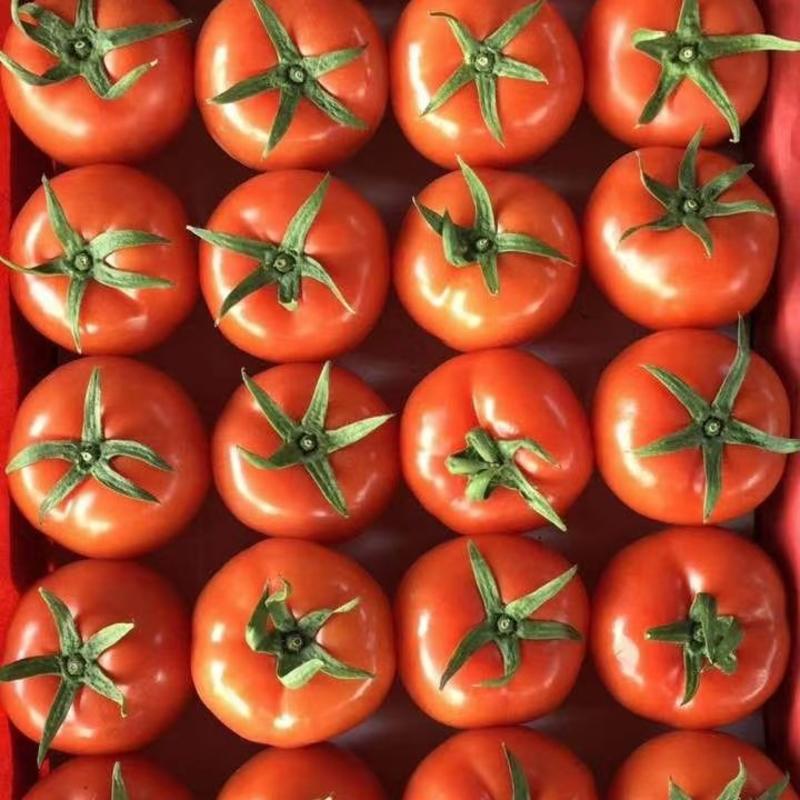 云南泸西大红西红柿大量供应，颜色光鲜，果型光滑，大小均匀
