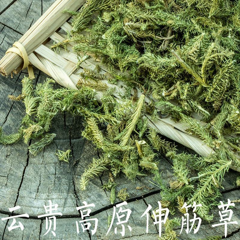 伸筋草中药材伸筋草舒筋草中草药伸筋草草药中药材