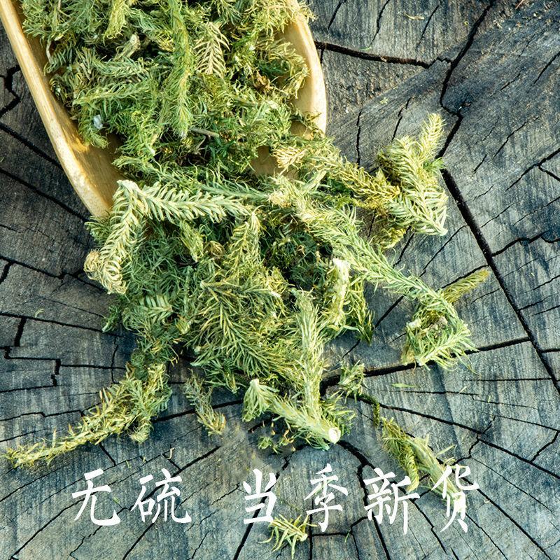 伸筋草中药材伸筋草舒筋草中草药伸筋草草药中药材