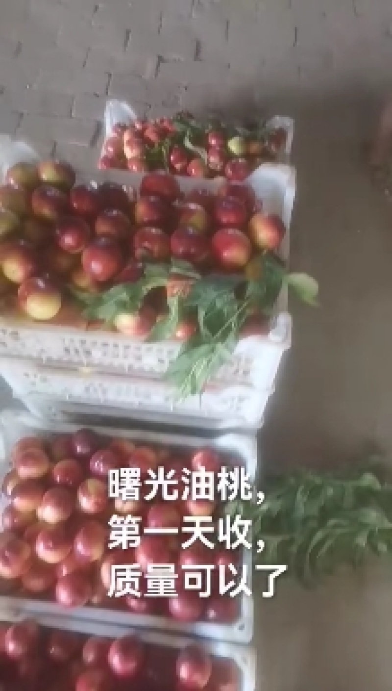 曙光油桃，颜色铮亮，口感超甜，细腻光滑，回味无穷