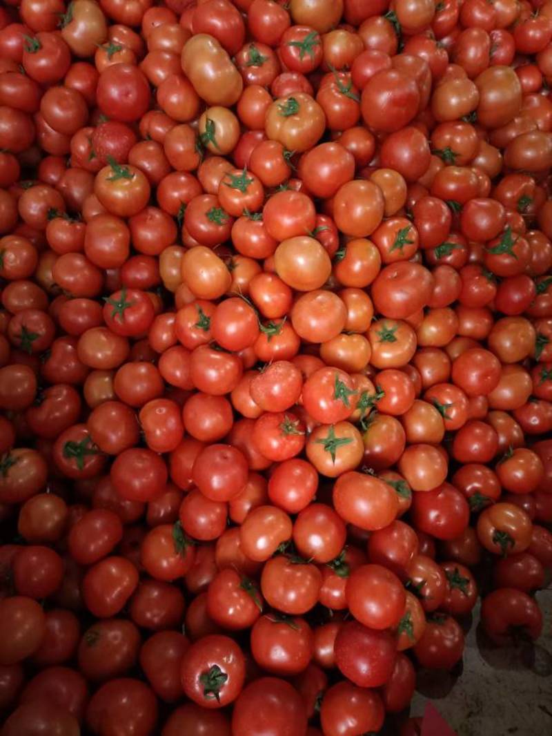 云南泸西大红西红柿大量供应，颜色光鲜，果型光滑，大小均匀
