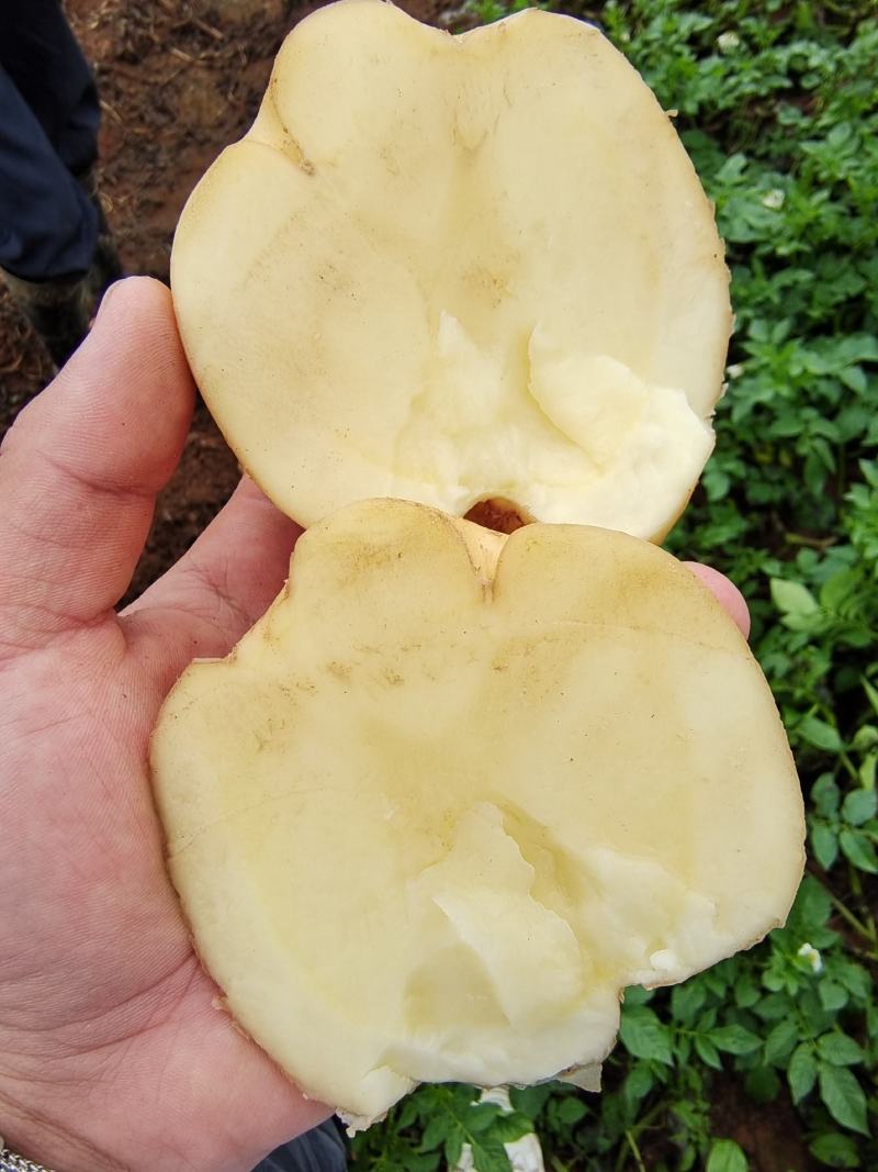 黄皮黄心土豆质量保证，价格实惠