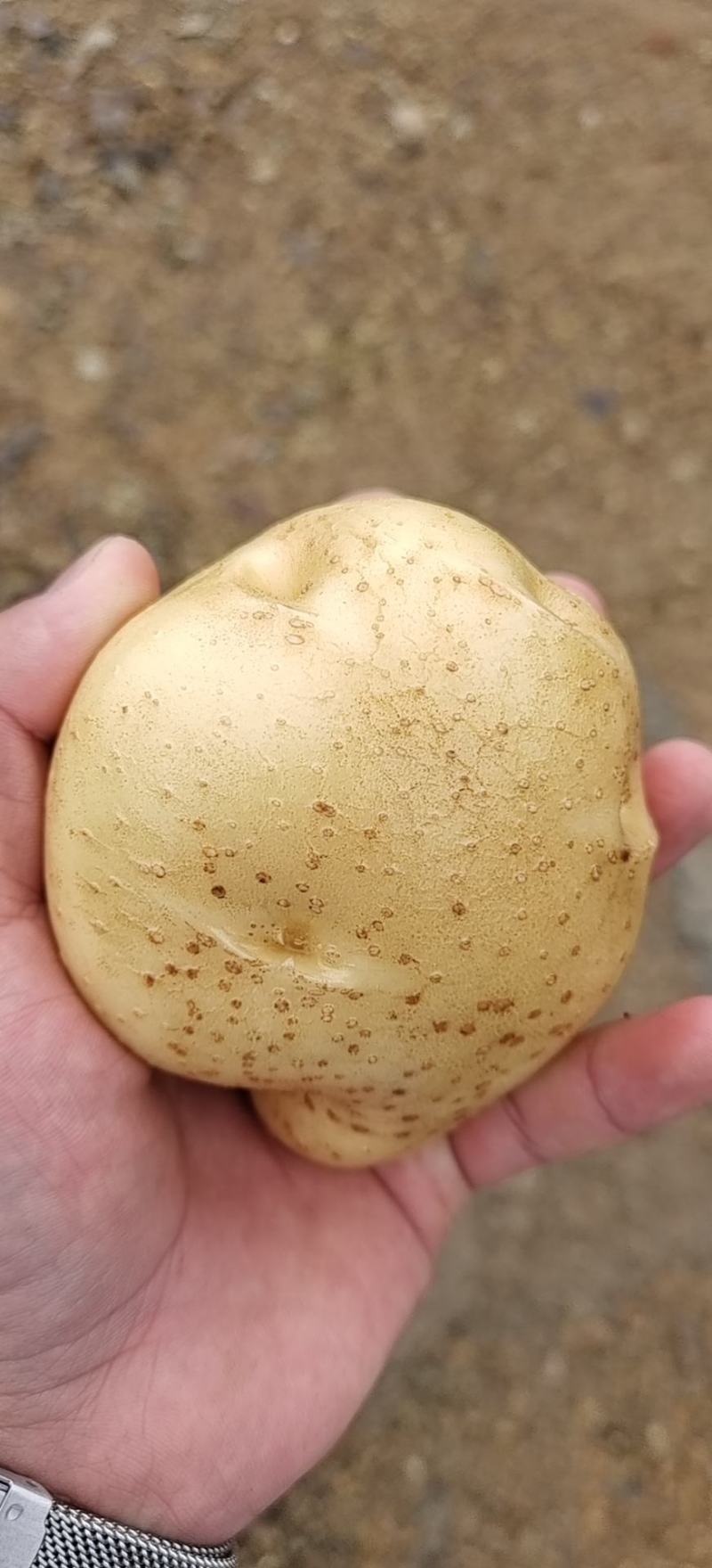 黄皮黄心土豆质量保证，价格实惠