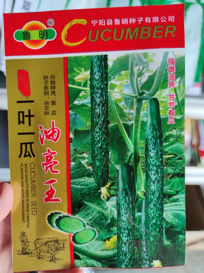 油亮w黄瓜种子，5克