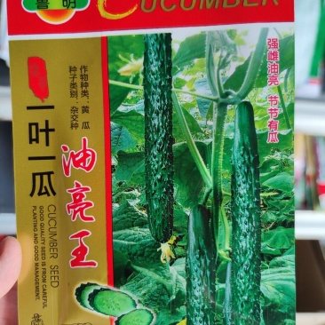 油亮w黄瓜种子，5克
