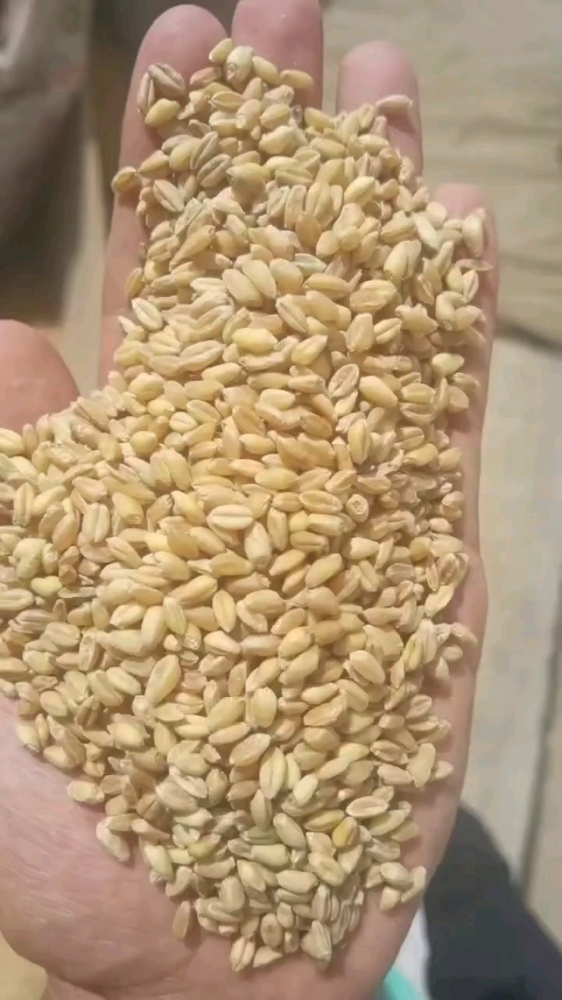精品小麦粒产地直供一手货源品质保证诚信经营！