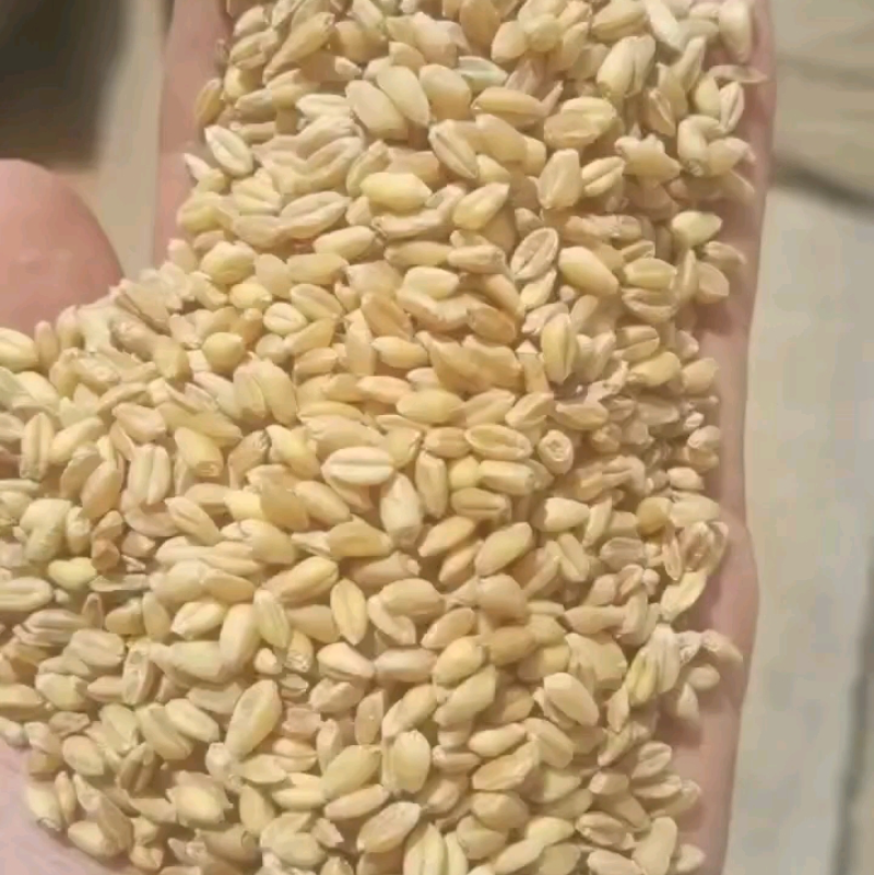 精品小麦粒产地直供一手货源品质保证诚信经营！