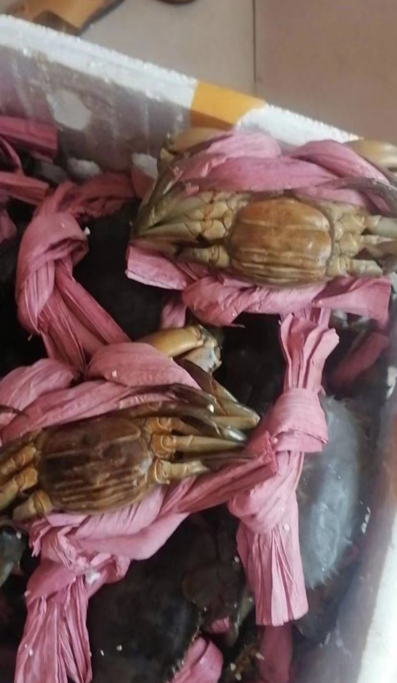 特大青蟹膏蟹生猛鲜活供应糕蟹质量保证产地直发