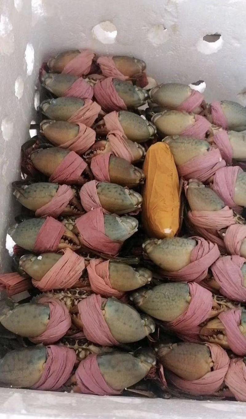 特大青蟹膏蟹生猛鲜活供应糕蟹质量保证产地直发