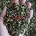 莲子心莲子芯(祥泰药材栈)中药材批发零售