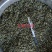 莲子心莲子芯(祥泰药材栈)中药材批发零售