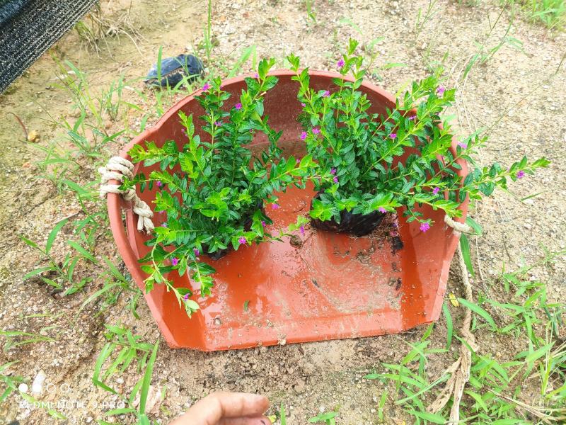 福建漳州基地满天星欢迎全国老板前来考察洽谈