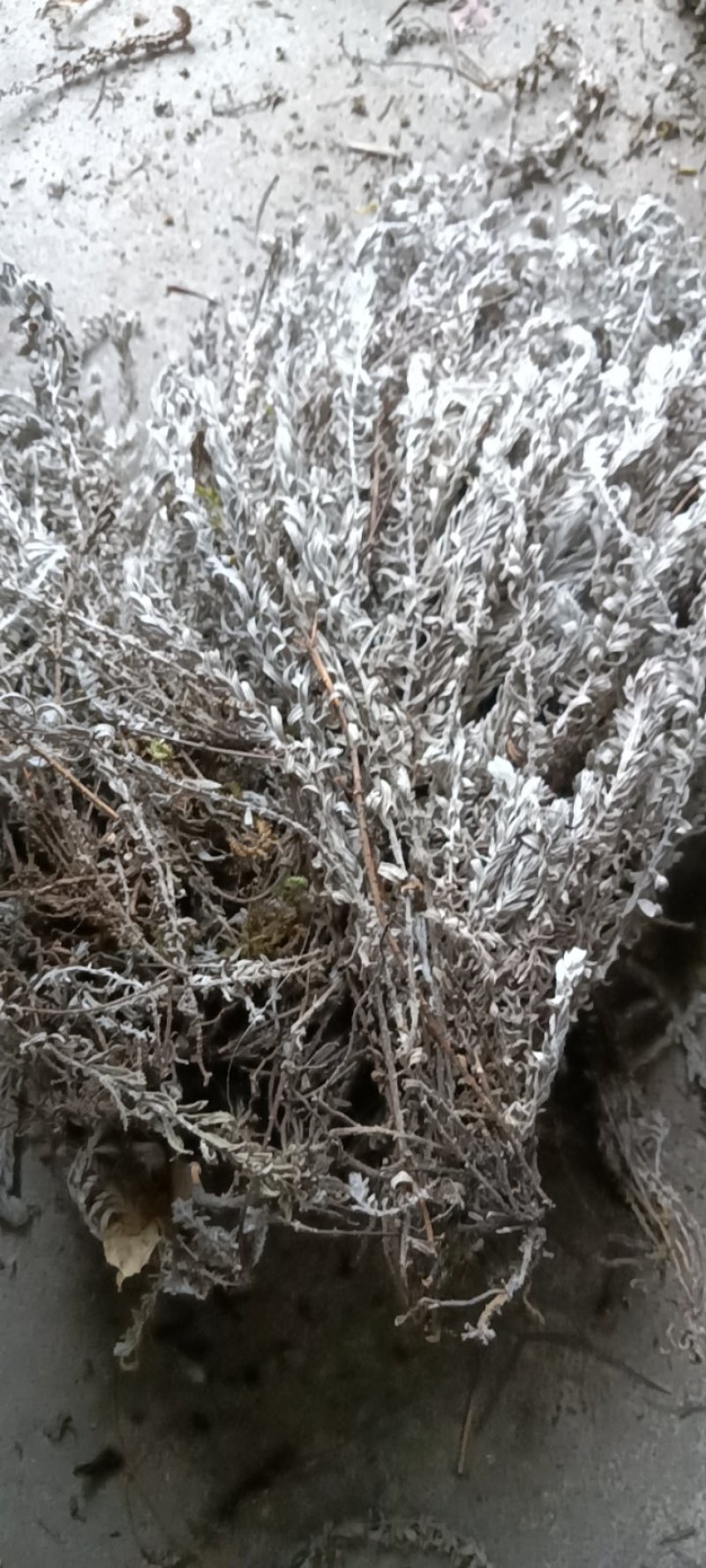 江西特产野生鹿茸草干货无杂草新货产新无任何添加剂无泥巴