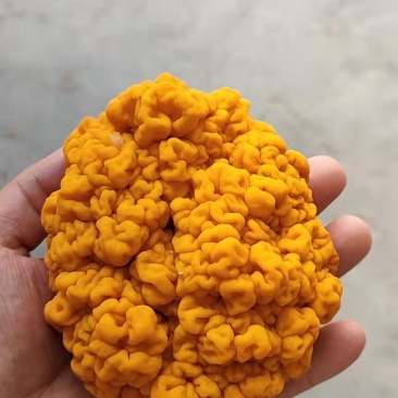 金耳菌，干品，鲜品