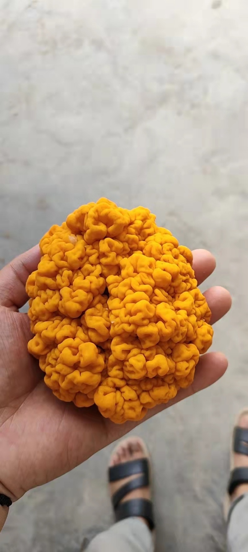 金耳菌，干品，鲜品
