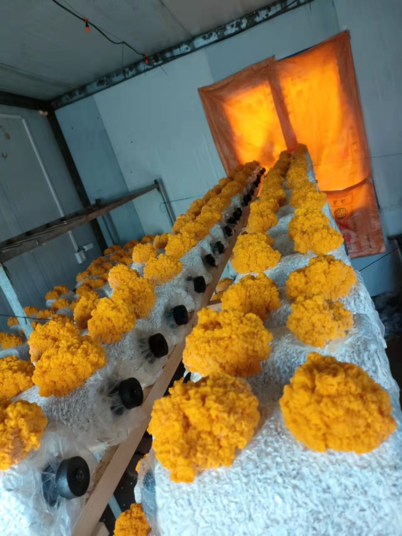 金耳菌，干品，鲜品