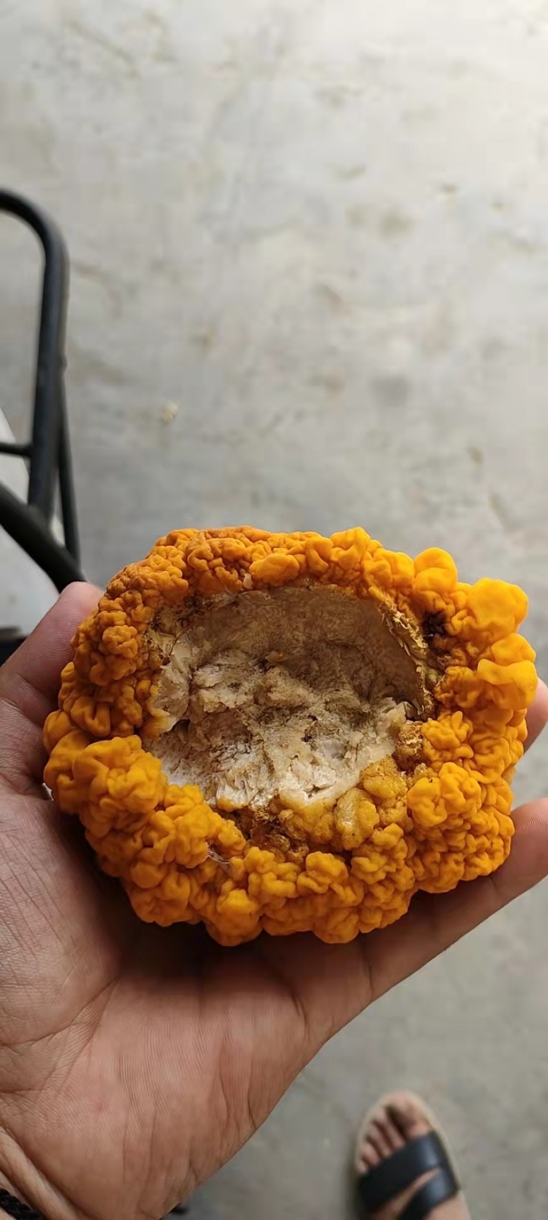 金耳菌，干品，鲜品