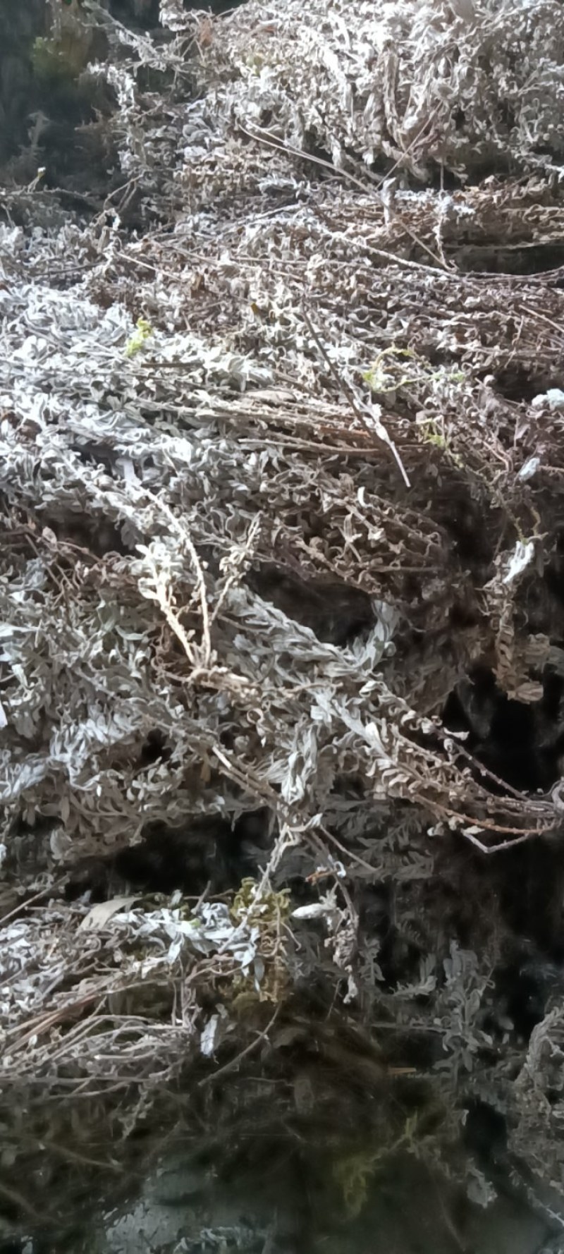 江西特产野生鹿茸草干货无杂草新货产新无任何添加剂无泥巴