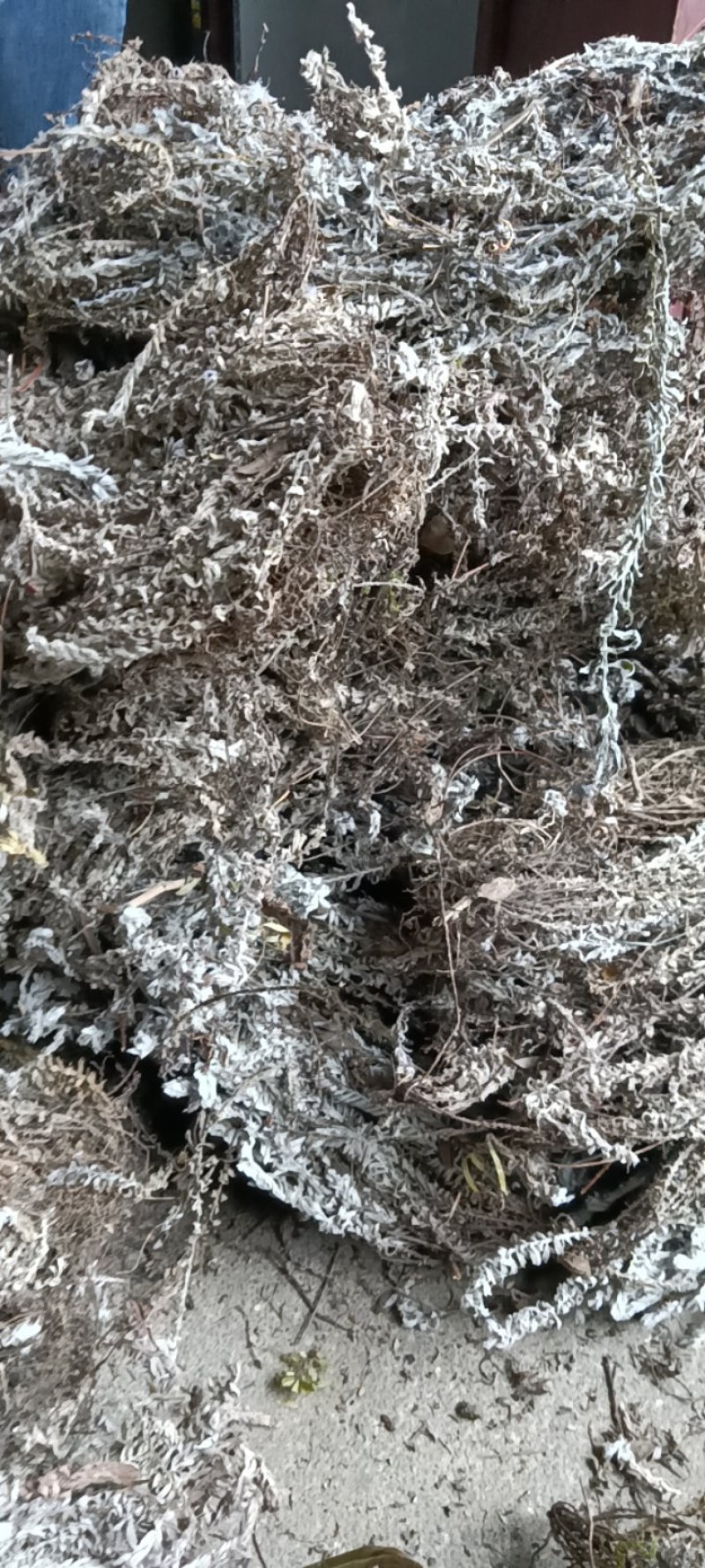 鹿茸草，六月霜