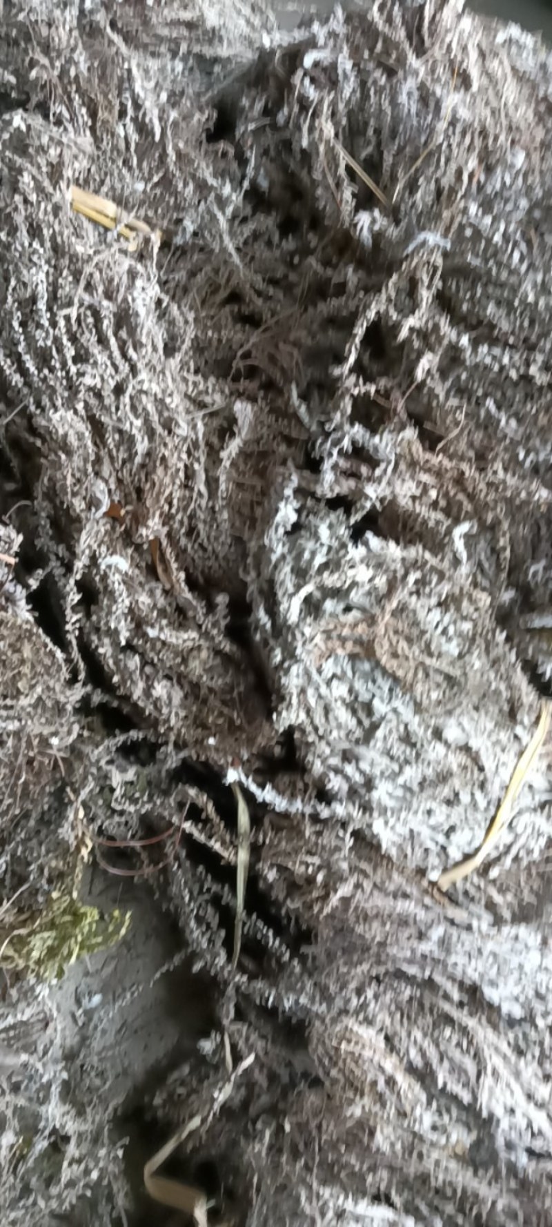 鹿茸草，六月霜