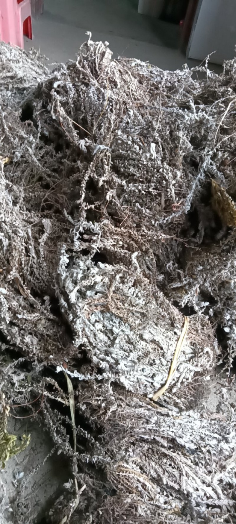 鹿茸草，六月霜