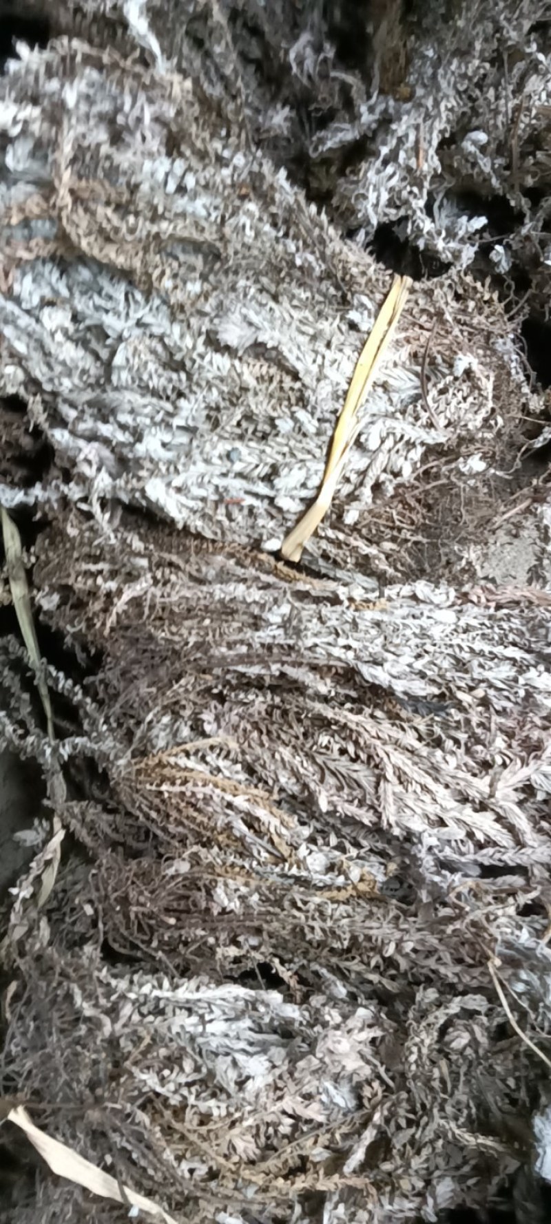 鹿茸草，六月霜