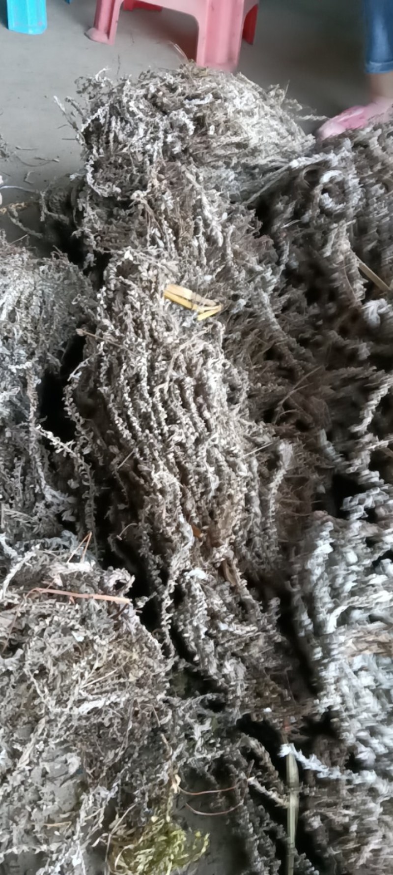 鹿茸草，六月霜