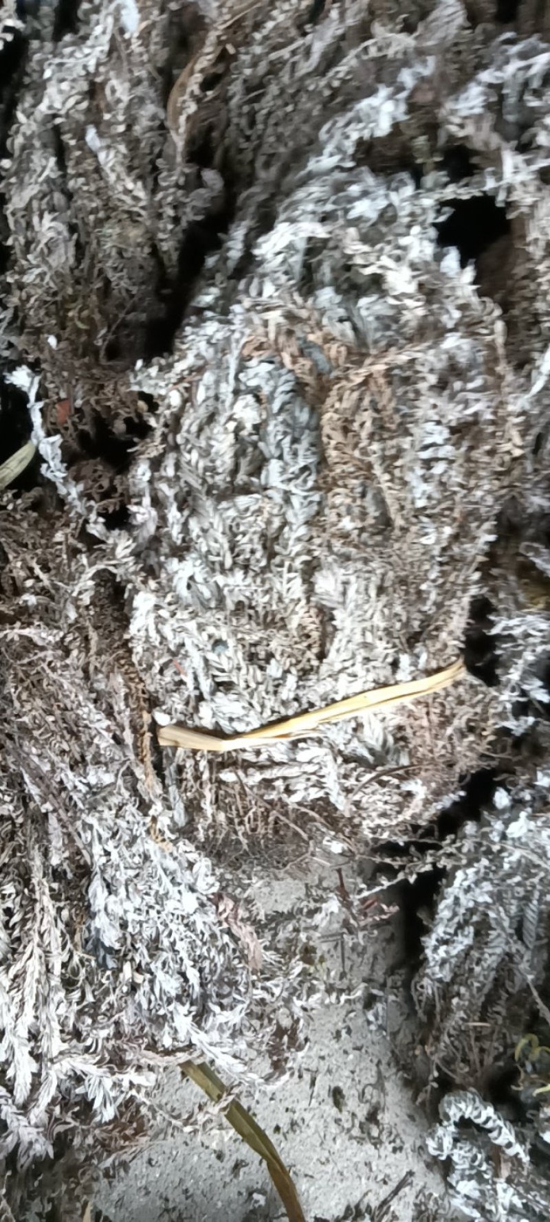 鹿茸草，六月霜