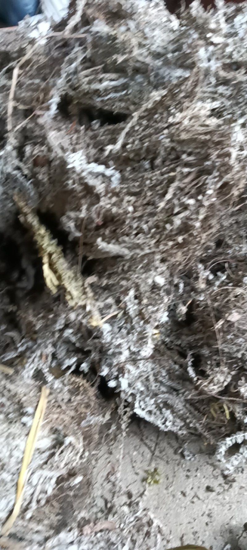 鹿茸草，六月霜