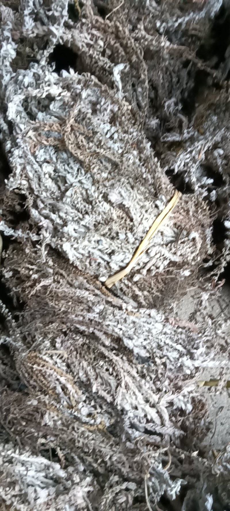 鹿茸草，六月霜