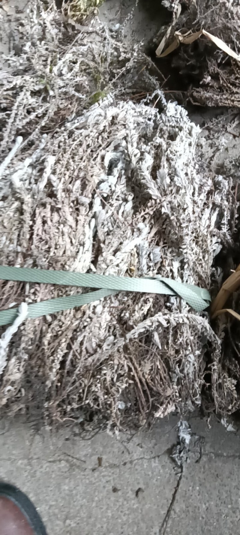 鹿茸草，六月霜