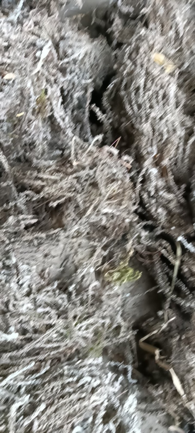 鹿茸草，六月霜