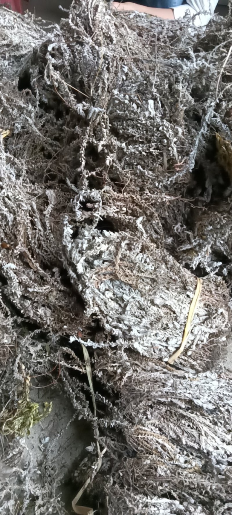 鹿茸草，六月霜