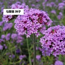 柳叶马鞭草种子秋播花种子盆栽花海花卉种子多年生花籽四