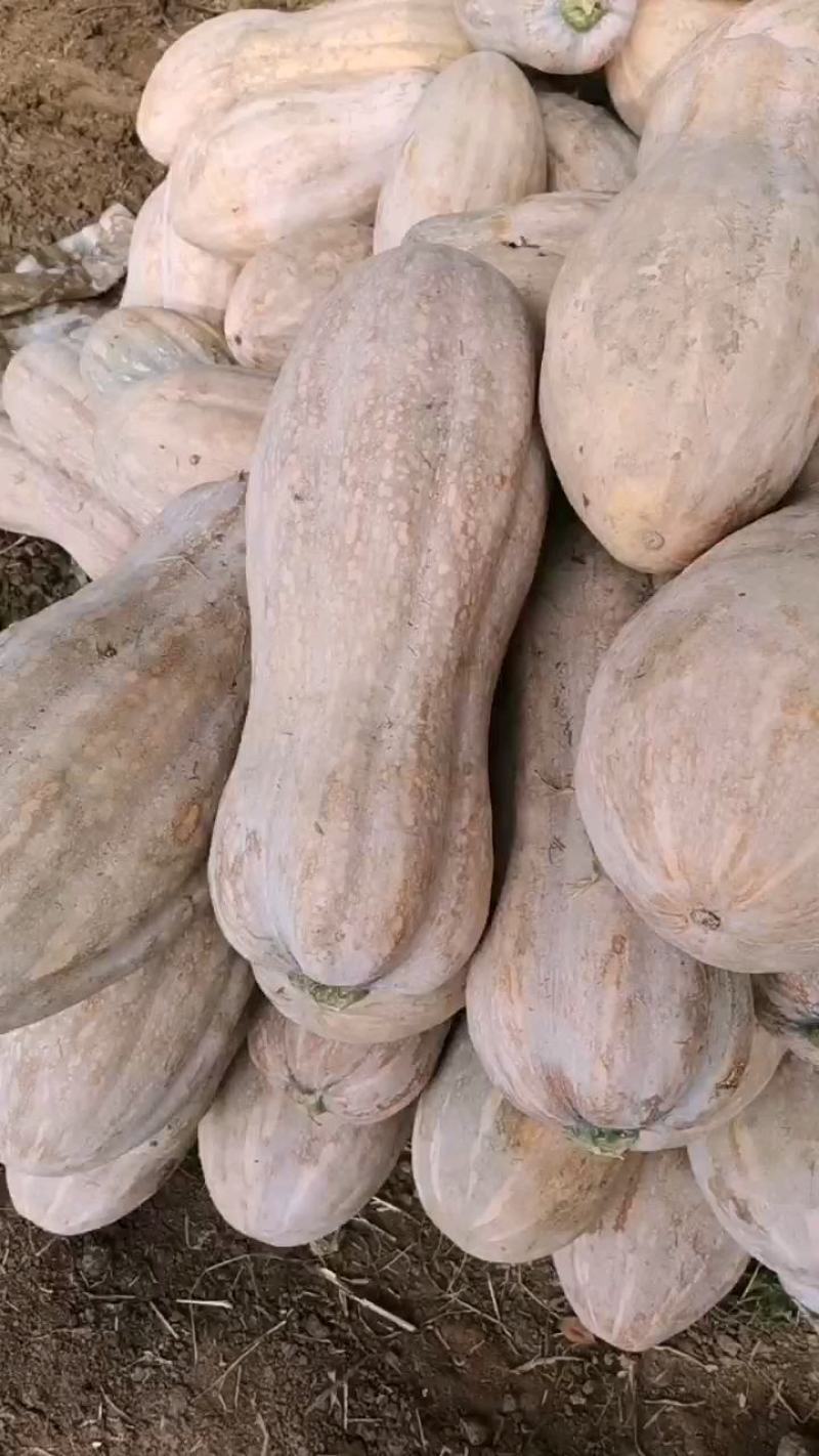 金韩蜜本南瓜，基地供货，一手货源，视频看货，火热供货中