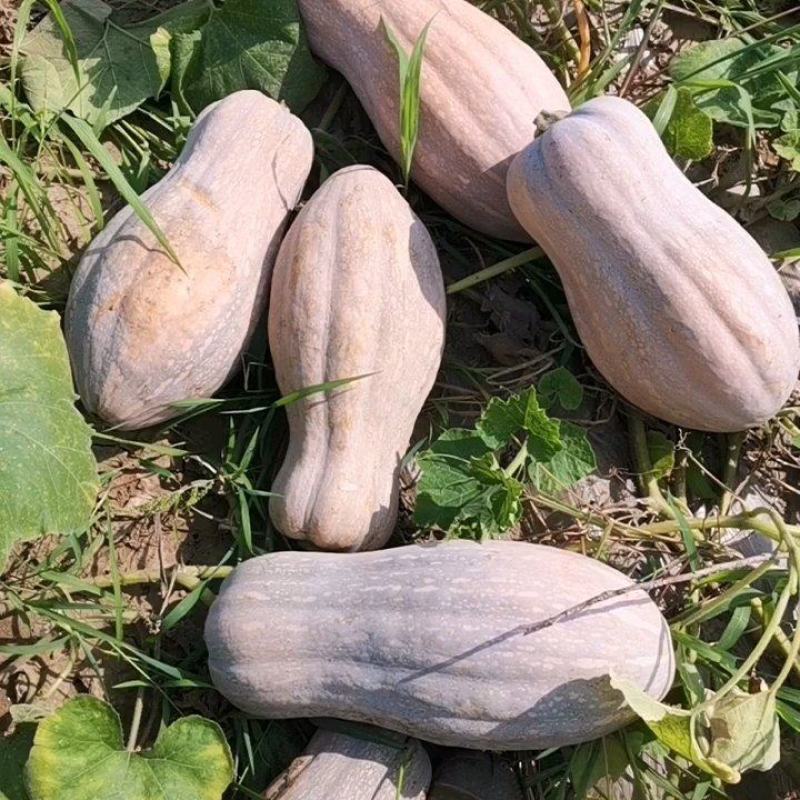金韩蜜本南瓜，基地供货，一手货源，视频看货，火热供货中