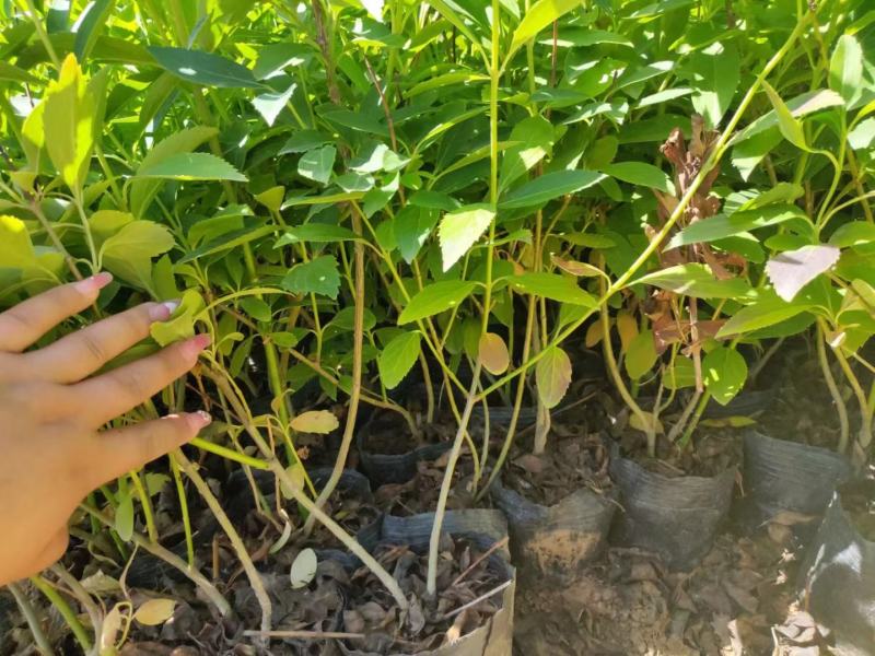 35打底的卫矛各种规格都全绿化专用质量保证基地实