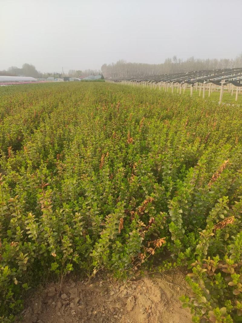 35打底的卫矛各种规格都全绿化专用质量保证基地实