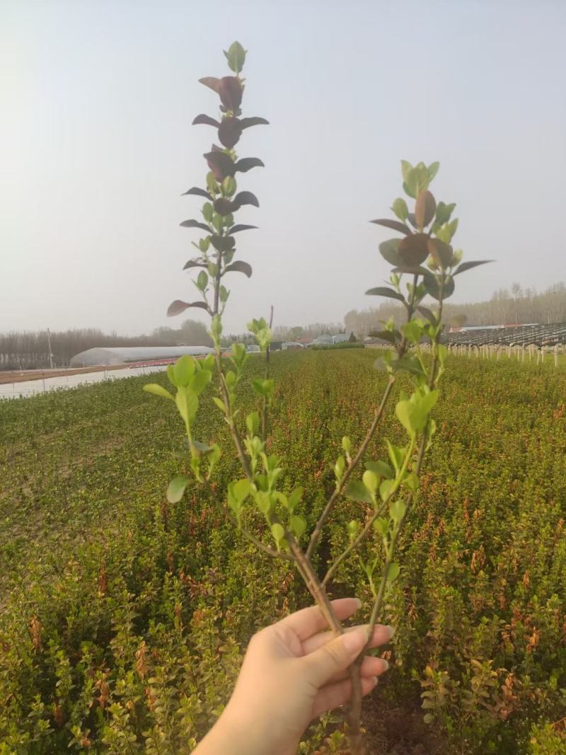 35打底的卫矛各种规格都全绿化专用质量保证基地实
