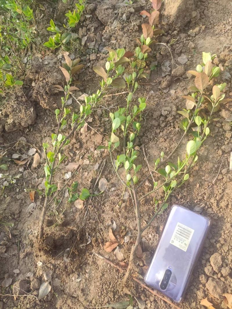 35打底的卫矛各种规格都全绿化专用质量保证基地实