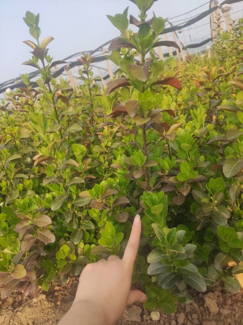 35打底的卫矛各种规格都全绿化专用质量保证基地实