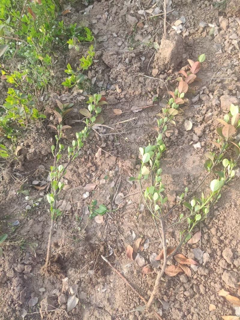 35打底的卫矛各种规格都全绿化专用质量保证基地实