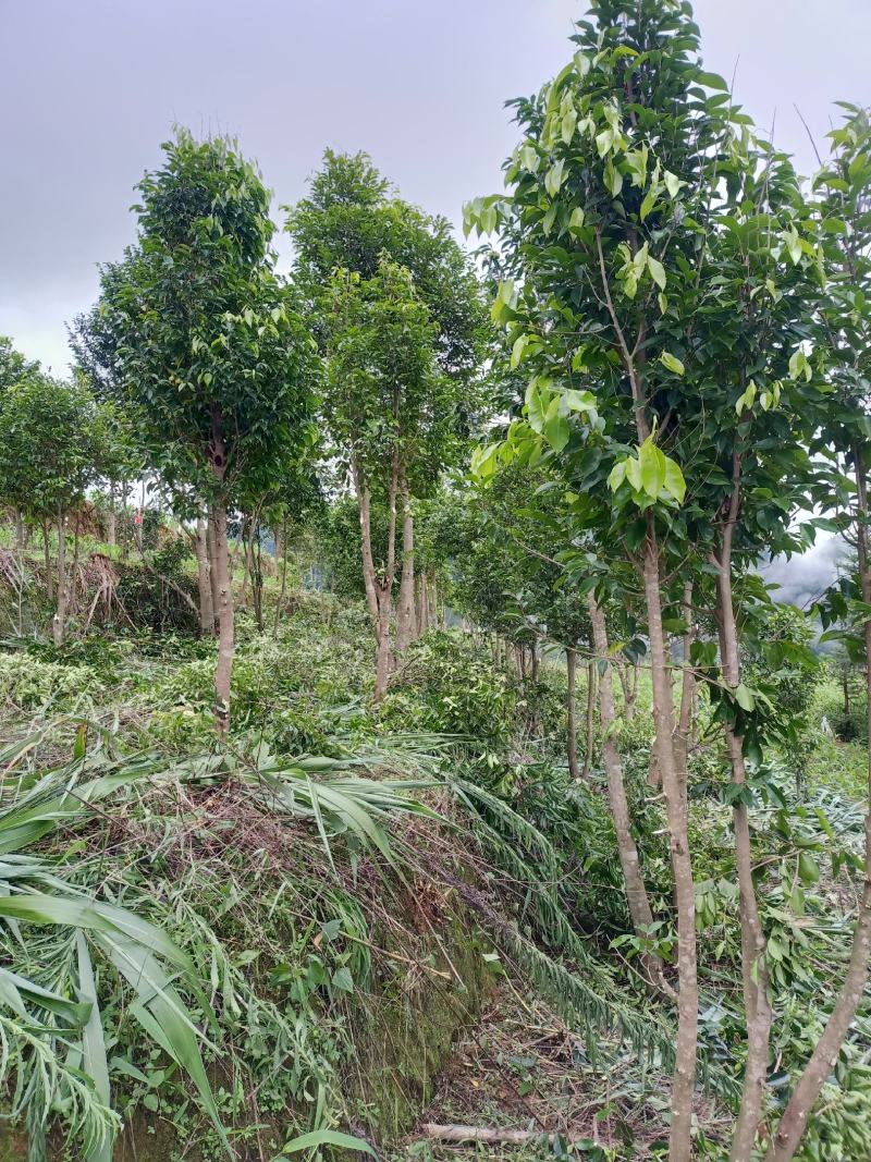出售沉香树