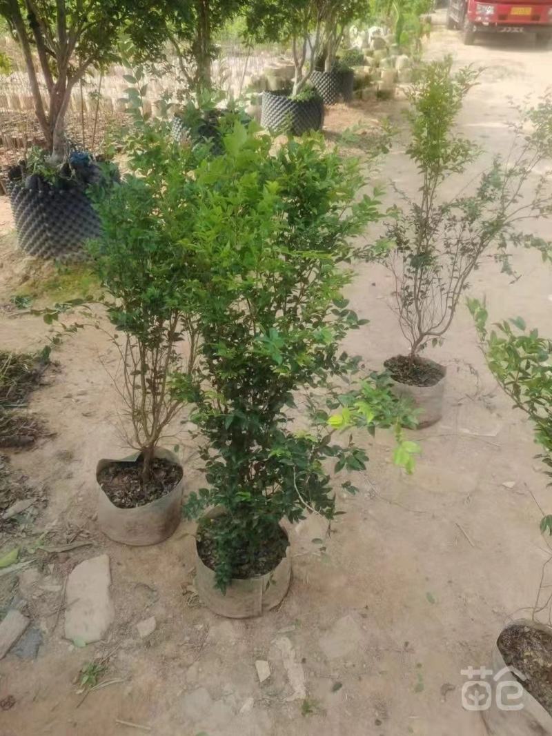 大量出售嘉宝果树苗；价格面议