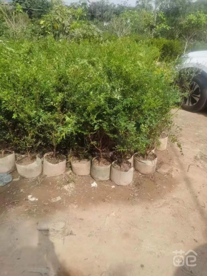 大量出售嘉宝果树苗；价格面议