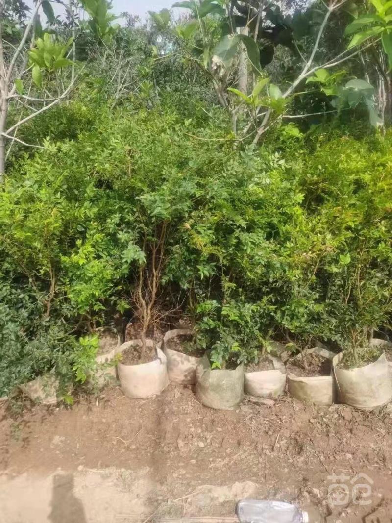 大量出售嘉宝果树苗；价格面议